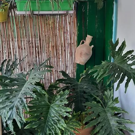 הבית הירוק - Green House Arad Exterior photo